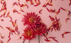 Red light therapy and female hormones