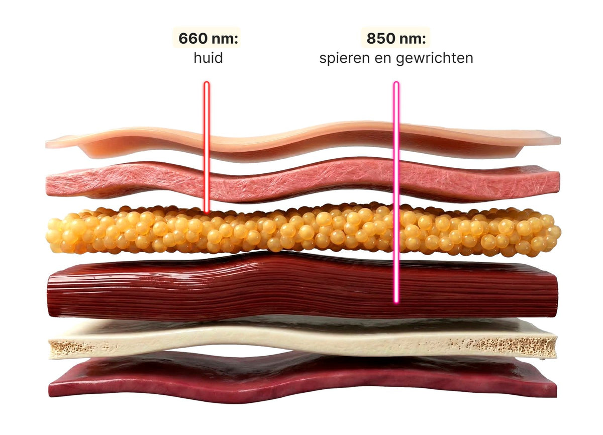 Cross-section of the skin layers: 660 nm reaches the skin, 850 nm reaches the muscles and joints.